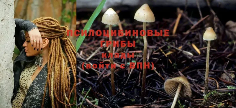 гидра сайт  Истра  Псилоцибиновые грибы Psilocybine cubensis 